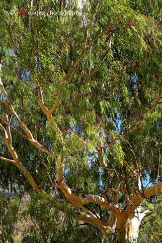 Eucalipto (Eucalyptus)